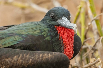 Picture of ECUADOR, GALAPAGOS NP MALE GREAT FRIGATEBIRD