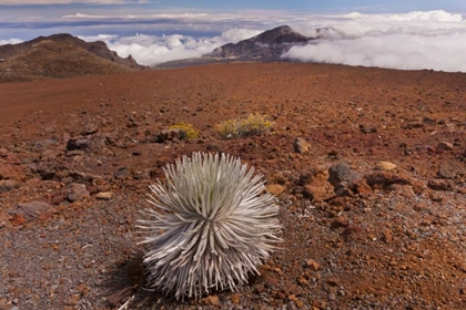 Picture of HAWAII, MAUI, HALEAKALA NP SILVERSWORD PLANT