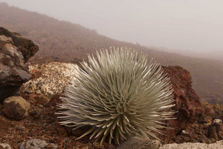 Picture of HAWAII, MAUI, HALEAKALA NP SILVERSWORD PLANT