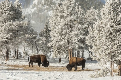 Picture of WYOMING, YELLOWSTONE NP WINTER GRAZING BISON