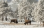 Picture of WYOMING, YELLOWSTONE NP WINTER GRAZING BISON