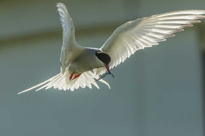 Picture of ENGLAND, FARNE ISLANDS ARCTIC TERN WITH FISH