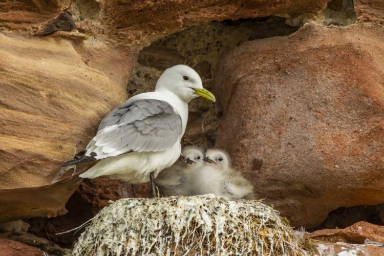 Picture of SCOTLAND, DUNBAR KITTIWAKE PARENT AND CHICKS