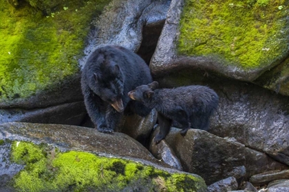 Picture of ALASKA, TONGASS NF MOTHER BLACK BEAR AND CUB
