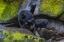 Picture of ALASKA, TONGASS NF MOTHER BLACK BEAR AND CUB