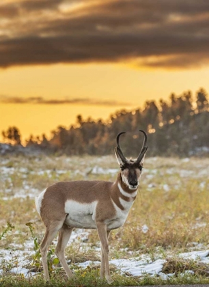 Picture of SOUTH DAKOTA, CUSTER SP PRONGHORN AT SUNRISE