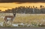 Picture of SOUTH DAKOTA, CUSTER SP PRONGHORN AT SUNRISE