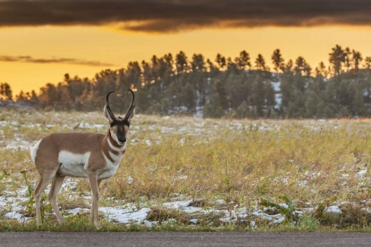 Picture of SOUTH DAKOTA, CUSTER SP PRONGHORN AT SUNRISE