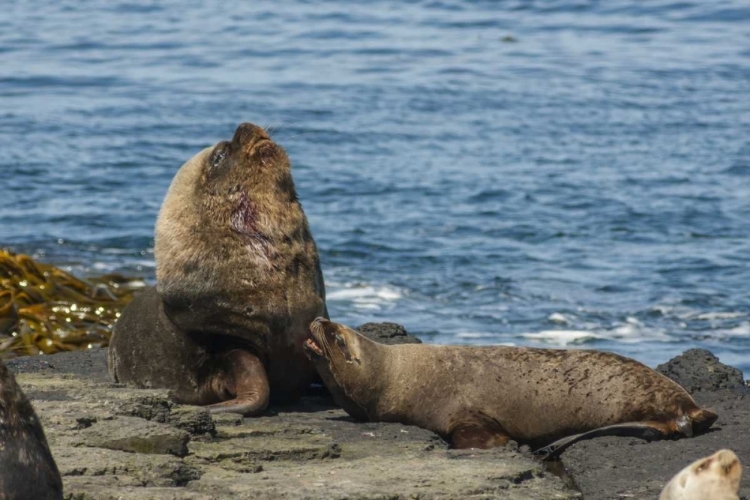 Picture of BLEAKER ISLAND SOUTHERN SEA LIONS NEAR WATER