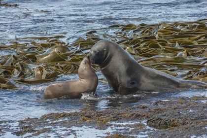 Picture of BLEAKER ISLAND SOUTHERN SEA LIONS NEAR WATER