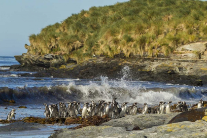 Picture of SEA LION ISLAND MAGELLANIC PENGUINS AND SURF