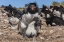 Picture of BLEAKER ISLAND ROCKHOPPER PENGUIN AND CHICKS