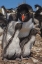 Picture of BLEAKER ISLAND ROCKHOPPER PENGUIN AND CHICKS