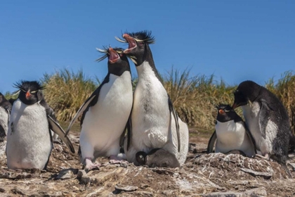 Picture of BLEAKER ISLAND ROCKHOPPER PENGUINS SING DUET