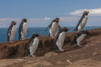 Picture of SAUNDERS ISLAND GROUP OF ROCKHOPPER PENGUINS