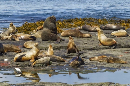Picture of BLEAKER ISLAND SOUTHERN SEA LIONS NEAR WATER
