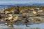 Picture of BLEAKER ISLAND SOUTHERN SEA LIONS NEAR WATER