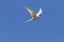 Picture of BLEAKER ISLAND SOUTH AMERICAN TERN IN FLIGHT