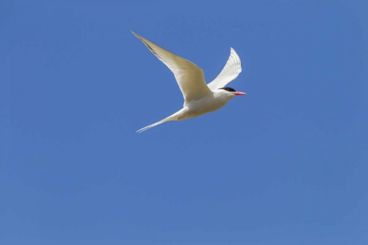 Picture of BLEAKER ISLAND SOUTH AMERICAN TERN IN FLIGHT