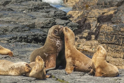 Picture of BLEAKER ISLAND SOUTHERN SEA LIONS NEAR WATER