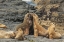 Picture of BLEAKER ISLAND SOUTHERN SEA LIONS NEAR WATER