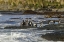 Picture of SEA LION ISLAND MAGELLANIC PENGUINS AND SURF