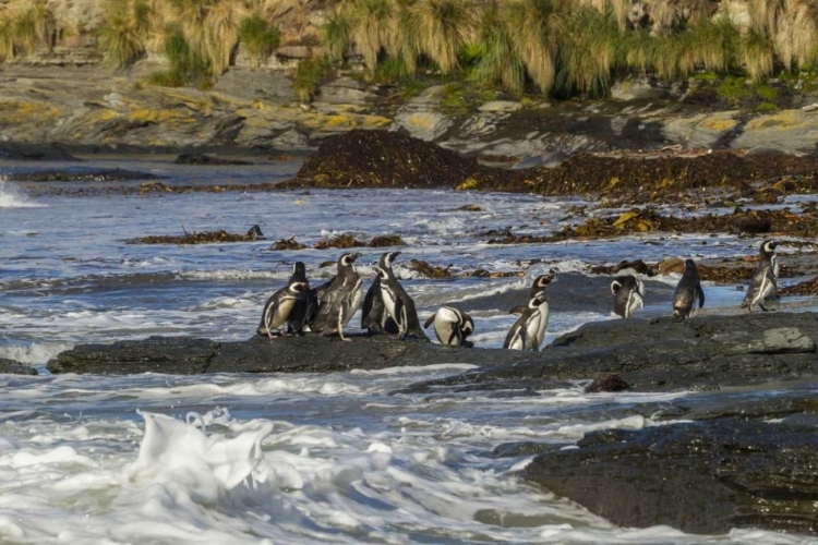 Picture of SEA LION ISLAND MAGELLANIC PENGUINS AND SURF