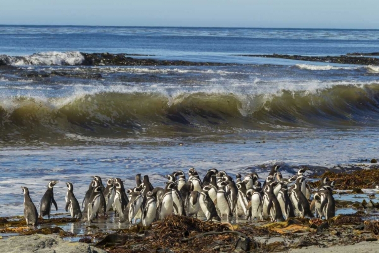 Picture of SEA LION ISLAND MAGELLANIC PENGUINS AND SURF