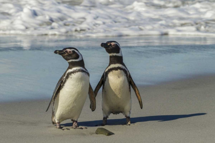 Picture of SEA LION ISLAND MAGELLANIC PENGUINS ON BEACH