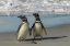 Picture of SEA LION ISLAND MAGELLANIC PENGUINS ON BEACH