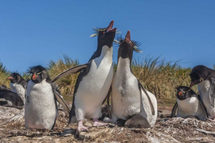 Picture of BLEAKER ISLAND ROCKHOPPER PENGUINS SING DUET