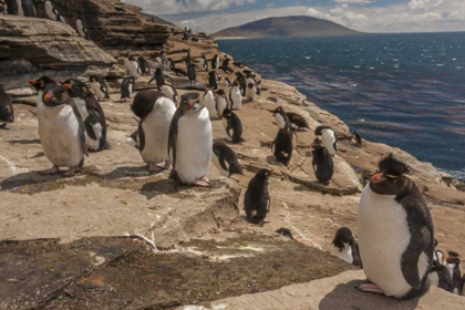 Picture of SAUNDERS ISLAND ROCKHOPPER PENGUINS ON CLIFF