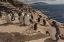 Picture of SAUNDERS ISLAND ROCKHOPPER PENGUINS ON CLIFF
