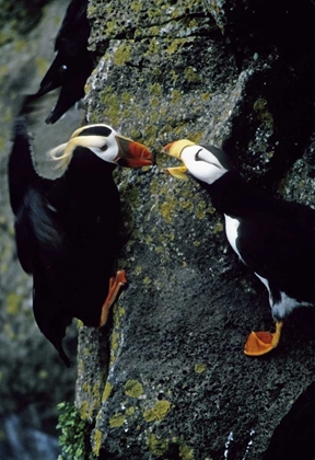 Picture of AK, PRIBILOF ISLANDS PUFFINS ON CLIFFSIDE