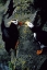 Picture of AK, PRIBILOF ISLANDS PUFFINS ON CLIFFSIDE