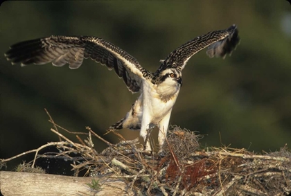 Picture of FL, BLUE CYPRESS LAKE OSPREY TAKES FLIGHT