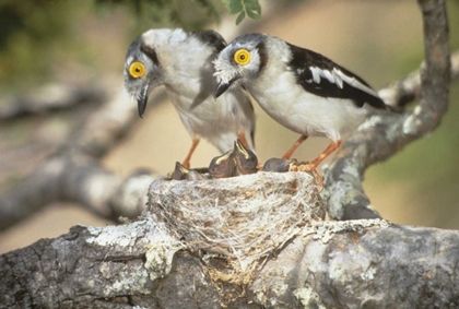 Picture of ZIMBABWE HELMETSHRIKE ON NEST WITH BABIES