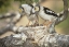 Picture of ZIMBABWE HELMETSHRIKE ON NEST WITH BABIES