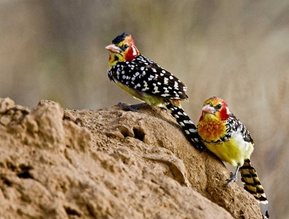 Picture of KENYA RED-AND-YELLOW BARBET BIRDS ON DIRT