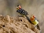 Picture of KENYA RED-AND-YELLOW BARBET BIRDS ON DIRT