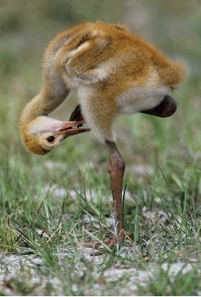 Picture of FL, SANDHILL CRANE CHICK PREENING FEATHERS