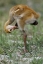 Picture of FL, SANDHILL CRANE CHICK PREENING FEATHERS