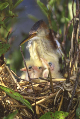 Picture of FL, KEENANSVILLE LEAST BITTERN AND CHICKS