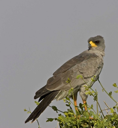 Picture of KENYA CLOSE-UP OF CHANTING GOSHAWK ON BUSH