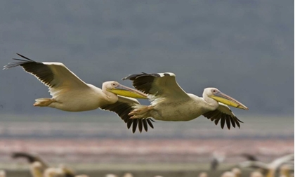 Picture of KENYA PAIR OF GREAT WHITE PELICANS GLIDING