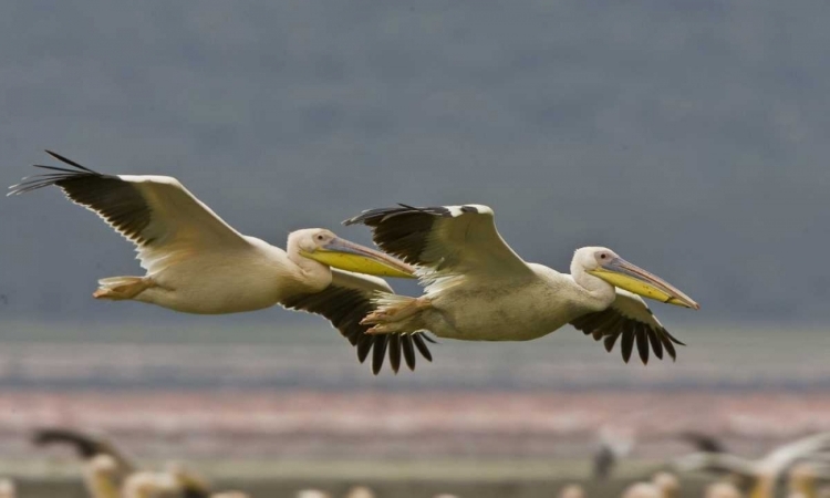 Picture of KENYA PAIR OF GREAT WHITE PELICANS GLIDING