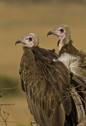 Picture of KENYA PROFILE OF TWO LAPPET-FACED VULTURES