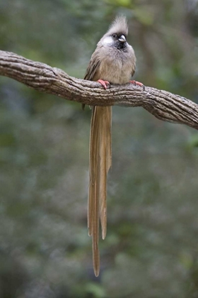 Picture of KENYA SPECKLED MOUSEBIRD SITS ON TREE LIMB
