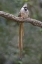 Picture of KENYA SPECKLED MOUSEBIRD SITS ON TREE LIMB