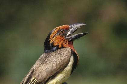 Picture of ZIMBABWE CLOSE-UP OF BLACK-COLLARED BARBET